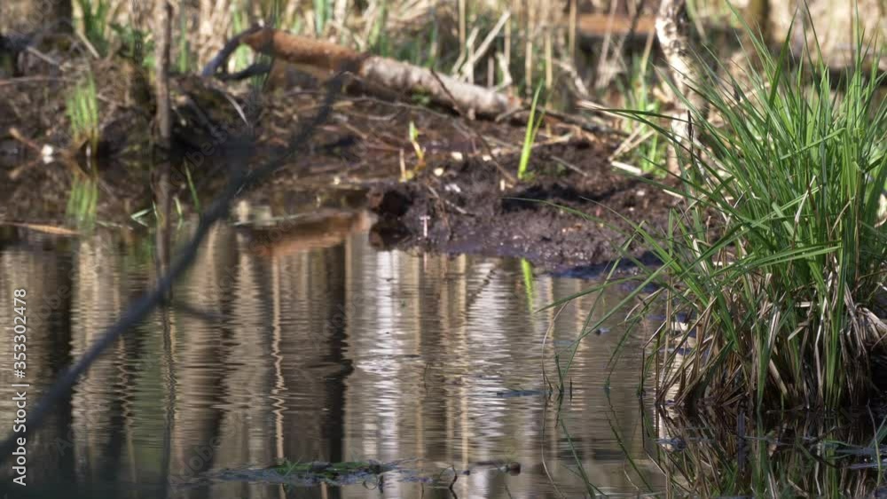 Great Snipe Landing on the Water Great Snipe Landing on the Water