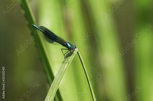 A male Banded Demoiselle Damselfly, Calopteryx splendens, resting on a reed.