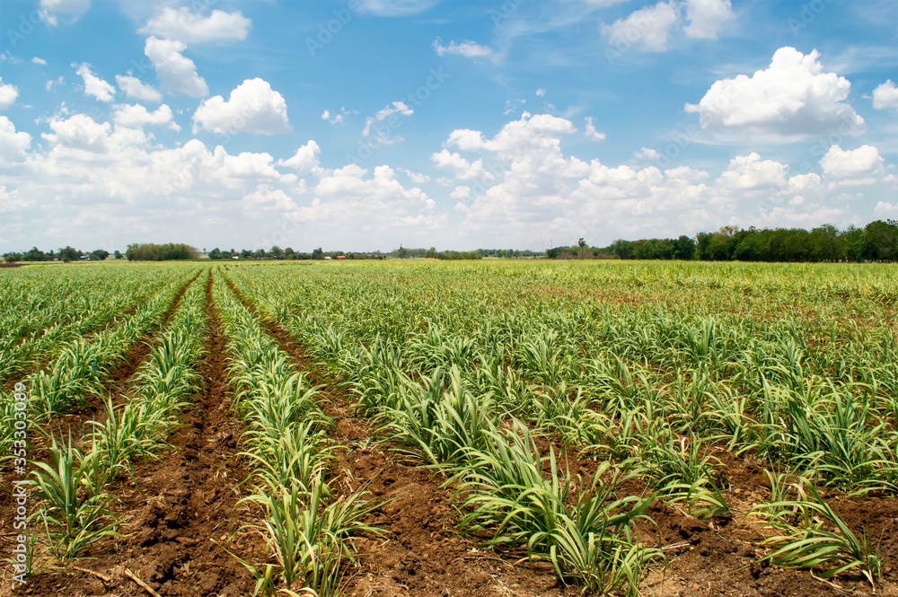 Sugarcane plantation on hill with blue sky and cloud background