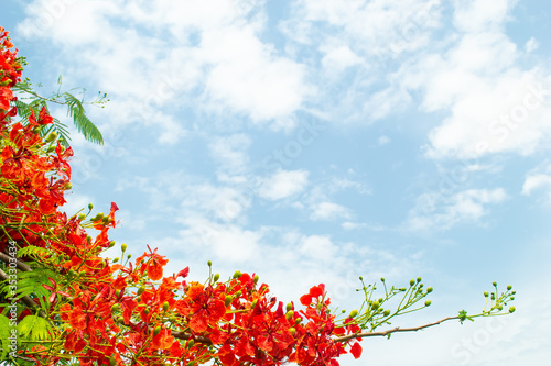 red Flame Tree or Royal Poinciana Tree with blue sky  and cloud photo