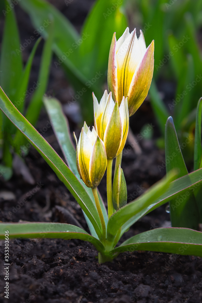 Fototapeta premium Tulip Tarda Dasystemon flowers in garden
