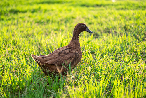 Khaki Campbell ducks that enjoy walking on green grass.... photo