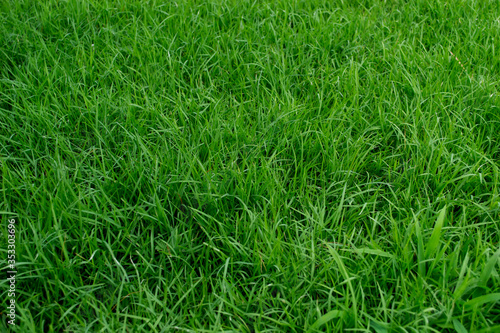 green grass field in park © sarayutoat