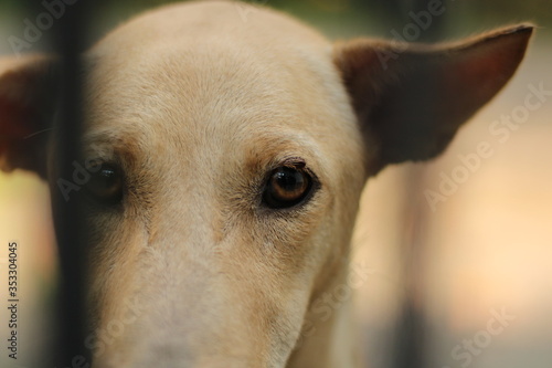 portrait of a dog looking for a home © PraveenChandran