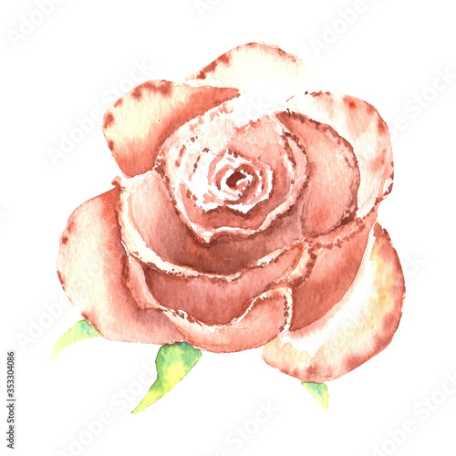 Peach-colored rose, open Bud. Watercolor illustration. Clipart isolated on a ...