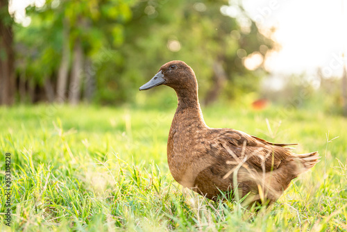 Khaki Campbell ducks that enjoy walking on green grass.... photo