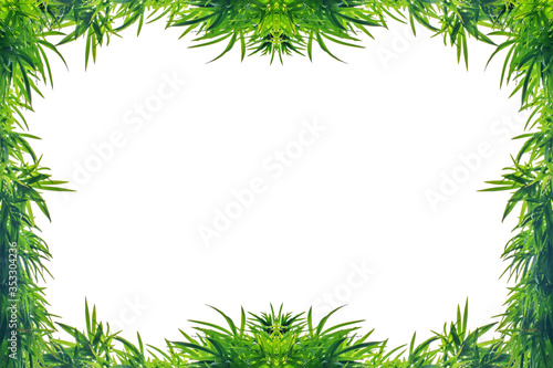 frame of bamboo leaf isolate on white background