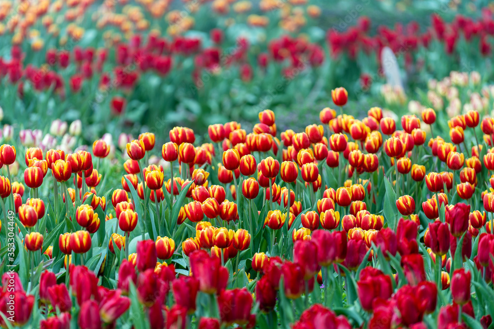 Beautiful colorful red and yellow tulips background. Field of spring flowers. Flower bed tulips in Danang, Vietnam Beautiful colorful red and yellow tulips background. Field of spring flowers. Flower bed tulips in Danang, Vietnam