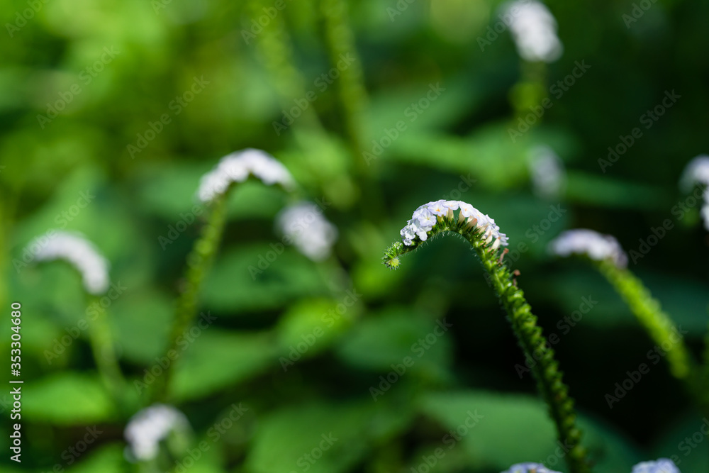 Indian heliotrope (Heliotropium indicum) flowers. Indian heliotrope (Heliotropium indicum) flowers.