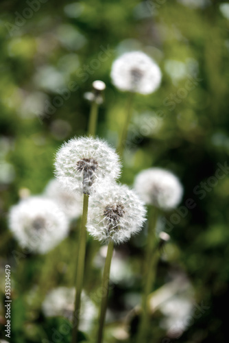 tender dandelion on the green meadow of the plain