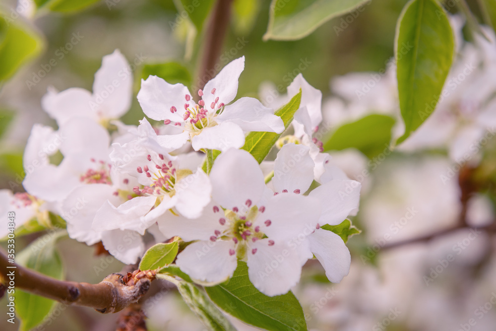 Blooming branch of pear tree