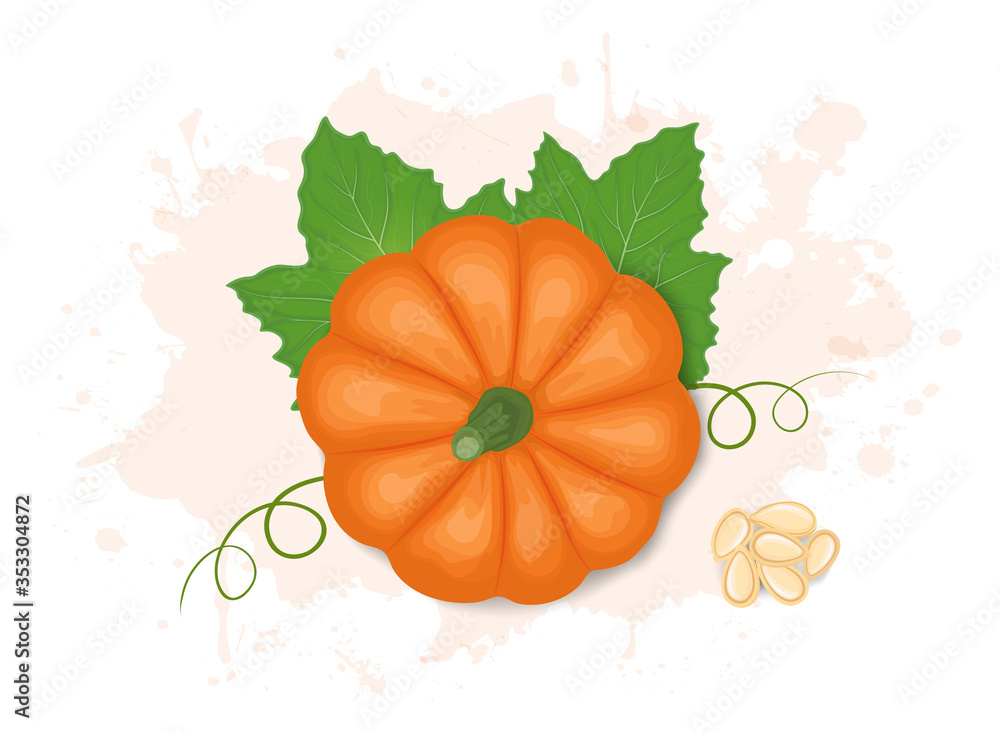 pumpkin vector illustration from top angle pumpkin vector illustration from top angle