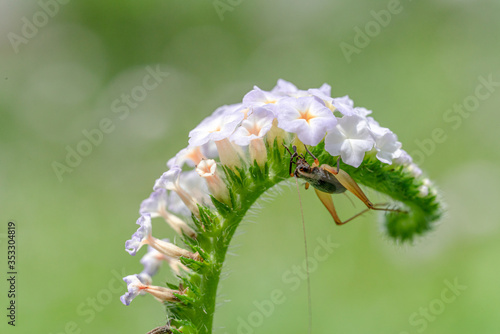 Heliotropium indicum flower and insect,close up photo