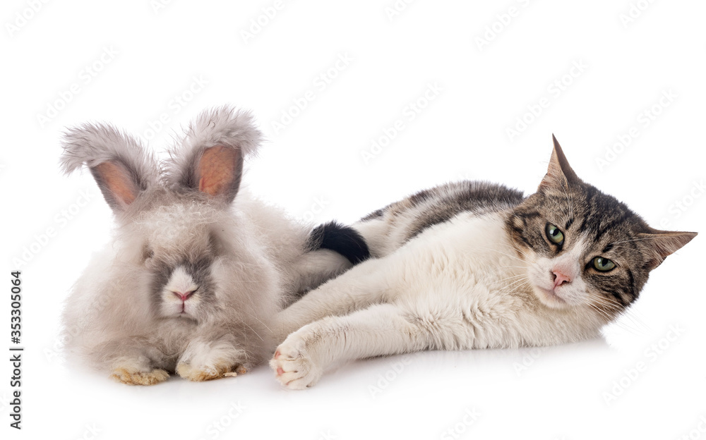 English Angora rabbit and cat English Angora rabbit and cat