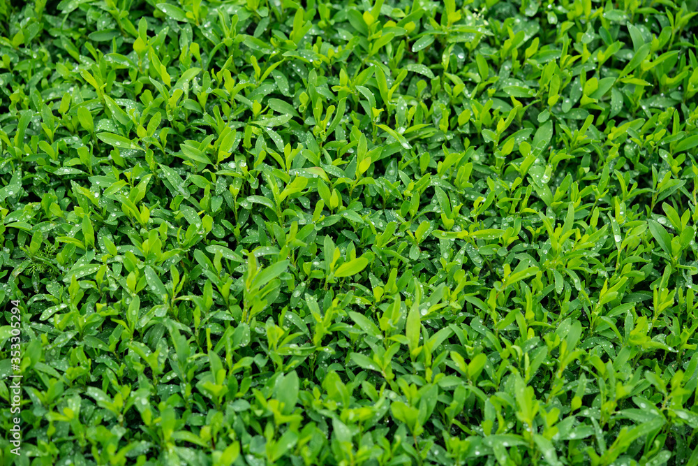Polygonum aviculare. Knotweed. Highlander bird. Lawn grass with dew on the leaves. Grass is like a carpet. Dew on the grass. Close-up. Macro photo. Polygonum aviculare. Knotweed. Highlander bird. Lawn grass with dew on the leaves. Grass is like a carpet. Dew on the grass. Close-up. Macro photo.