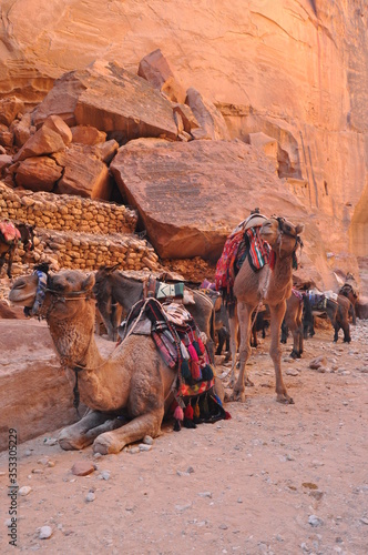 Dromedary camel in the ancient city of Nabe Petra. Tourist attraction and transport for visitors. A ship of the desert, traveling in caravans. © TRINGA