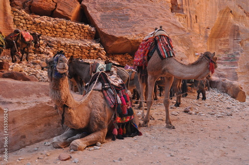 Dromedary camel in the ancient city of Nabe Petra. Tourist attraction and transport for visitors. A ship of the desert, traveling in caravans.