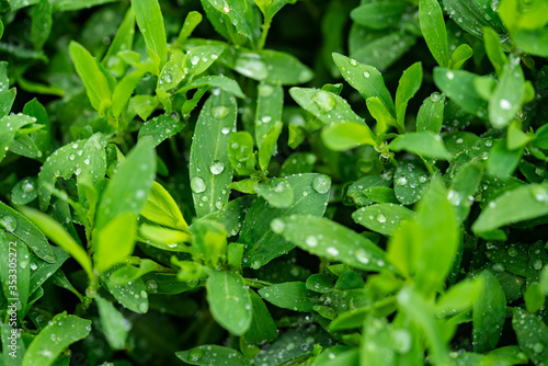 Polygonum aviculare. Knotweed. Highlander bird. Lawn grass with dew on the leaves. Grass is like a carpet. Dew on the grass. Close-up. Macro photo.