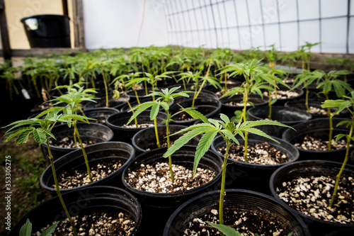 Φωτογραφία Nursery growing clones of Cannabis plants