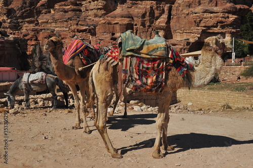 Dromedary camel in the ancient city of Nabe Petra. Tourist attraction and transport for visitors. A ship of the desert, traveling in caravans. © TRINGA