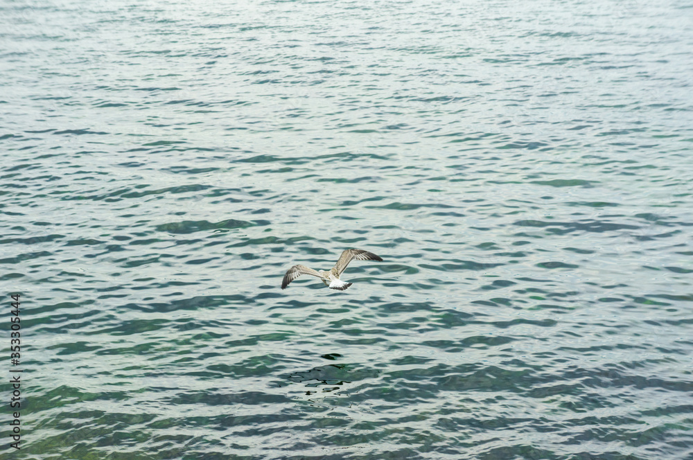 A seagull soaring above the water. A seagull soaring above the water.