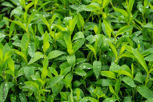 Polygonum aviculare. Knotweed. Highlander bird. Lawn grass with dew on the leaves. Grass is like a carpet. Dew on the grass. Close-up. Macro photo.