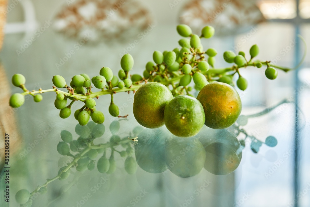 Fresh green unripe grapes and tangerines on a glass background with reflection and copy space Fresh green unripe grapes and tangerines on a glass background with reflection and copy space