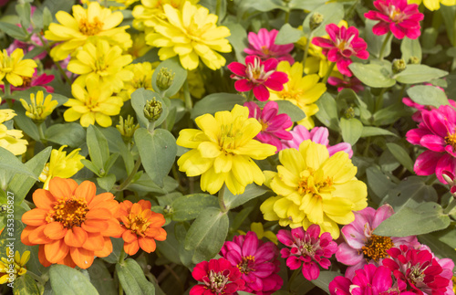 Colorful Zinnia Flower in Garden Background