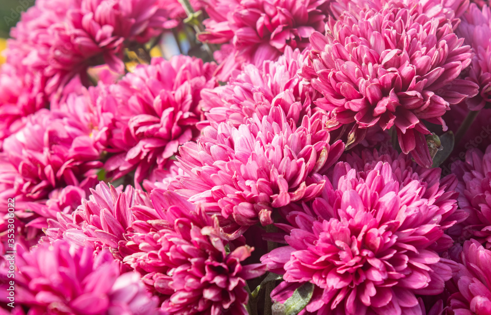 Magenta Chrysanthemum or Mums Flowers Background in Garden