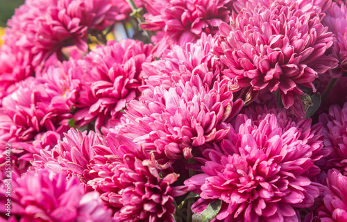 Magenta Chrysanthemum or Mums Flowers Background in Garden