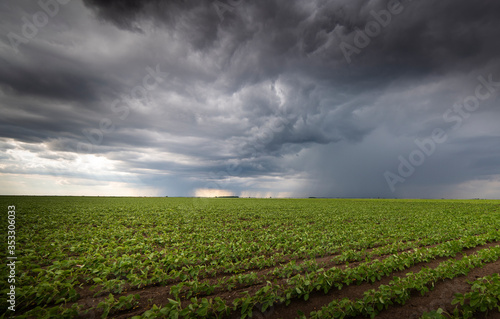 Rain coming over a soybean crop in spring