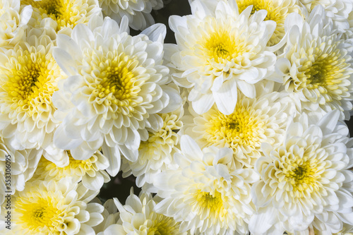 White Chrysanthemum or Mums Flowers in Garden with Natural Light in Zoom View