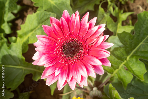 Red Gerbera Daisy or Gerbera Flower on Green Leaves Background