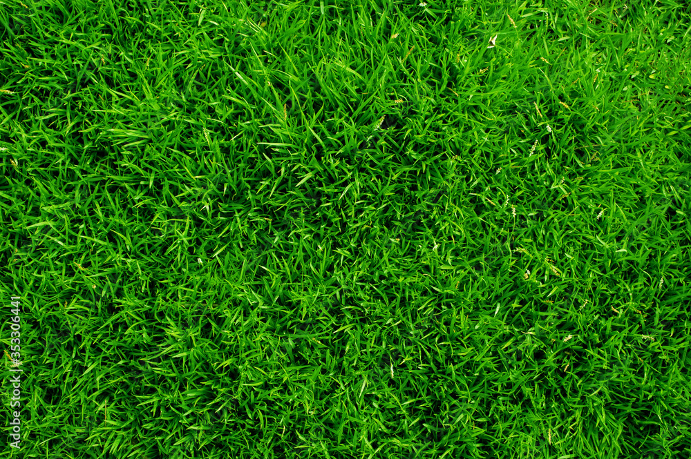 top view green grass background top view green grass background
