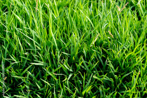 close up green grass and flower