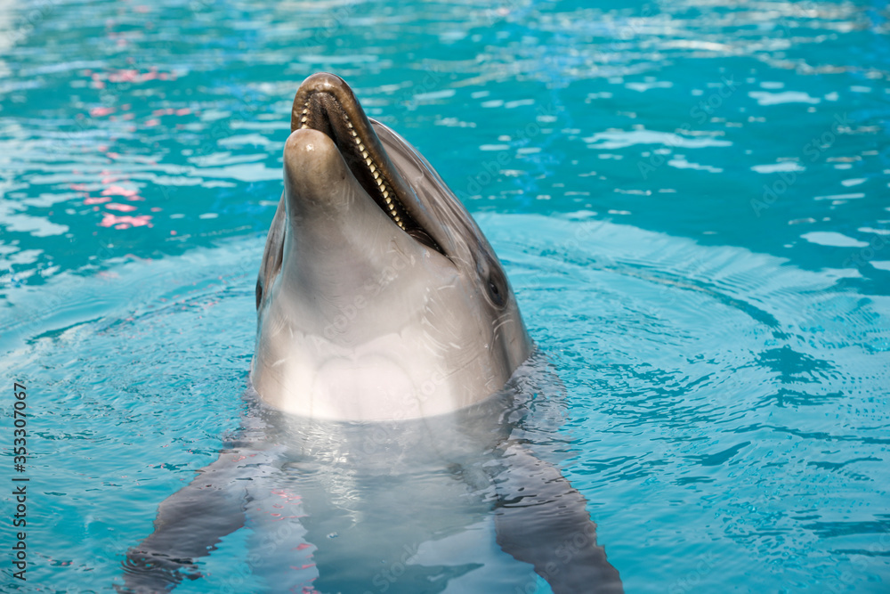 Naklejka premium Dolphin in the pool.