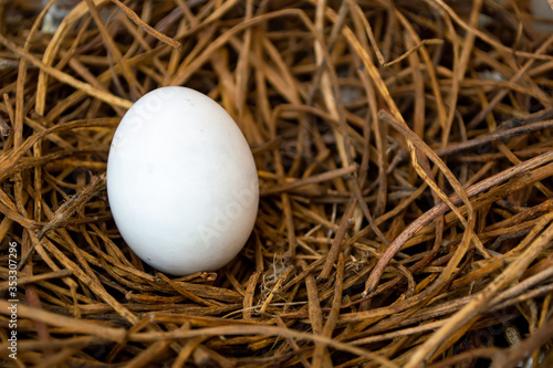 Konstfotografi one egg bird in the nest