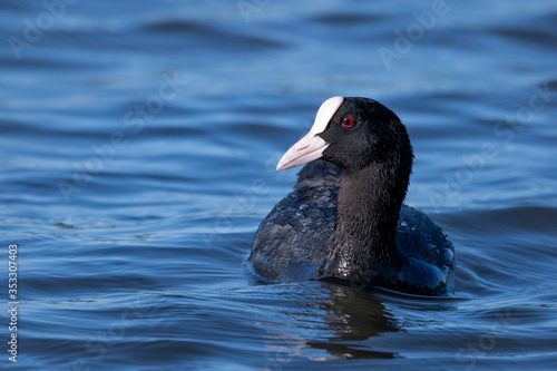 Εκτύπωση καμβά Beautiful black bird with red eyes Eurasian Coot, close up portrait of a coot du