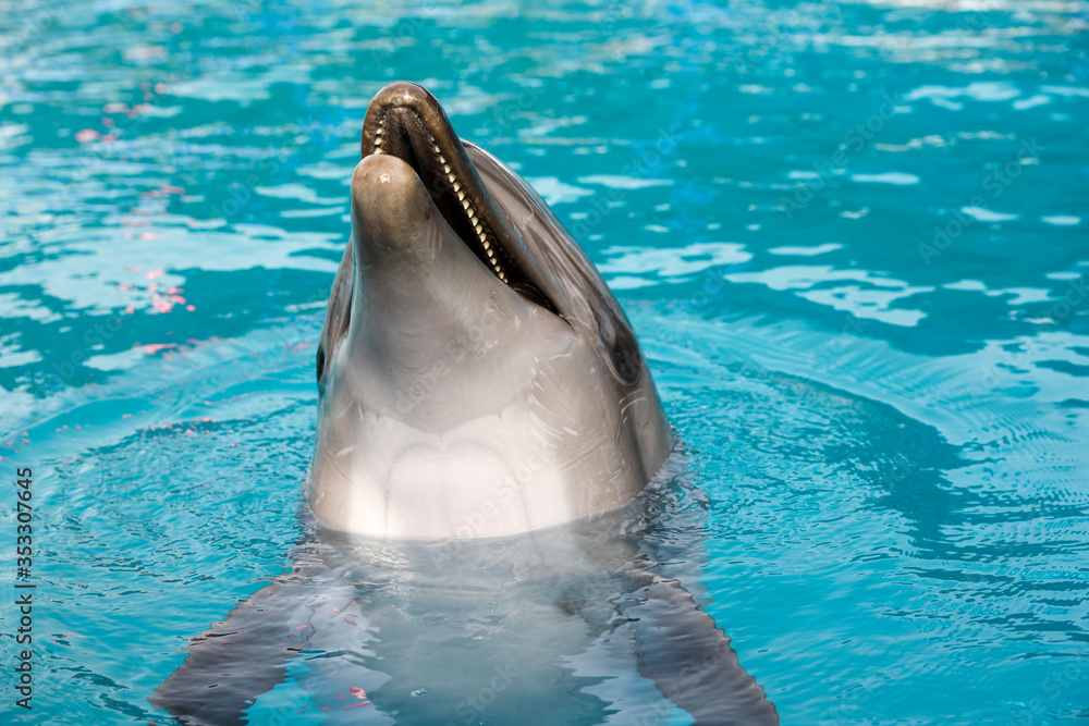 Fototapeta premium Dolphin in the pool.