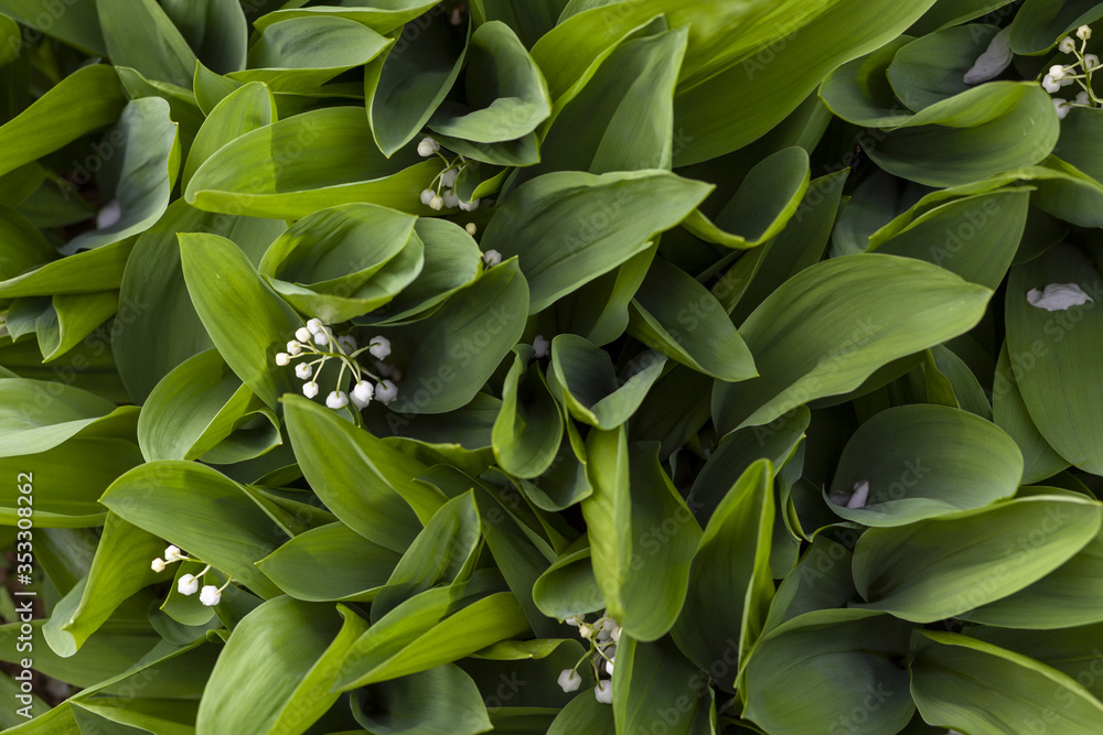 Fototapeta premium Many blooming lilies of the valley feed from above