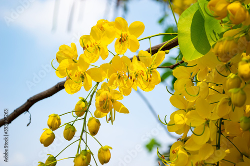 yellow Golden shower ,Cassia fistula flower with blue sky photo
