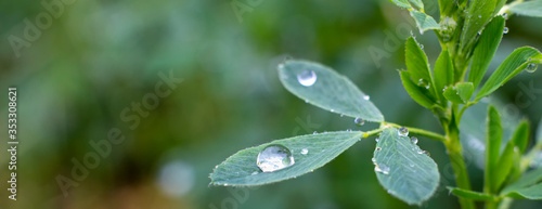 Dew drops on alfalfa leaves, green background of nature and growing grass in the garden.