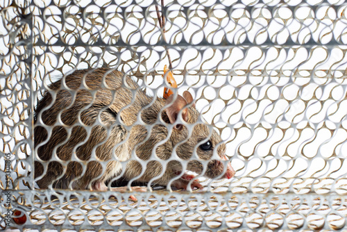  rat stick in trap,Mouse Trap Cage on white background photo