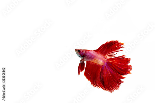 red fighting fish isolated on white background