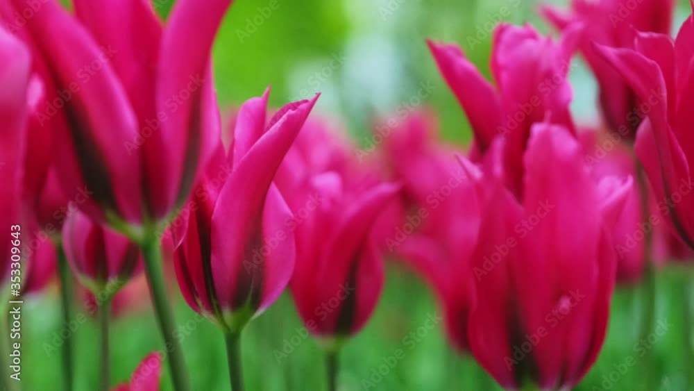 Extreme close-up blooming red tulips in the wind in the spring garden. Extreme close-up blooming red tulips in the wind in the spring garden.