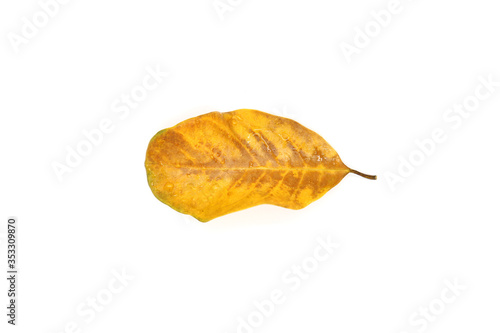Dry leaf water drop isolated on white background.