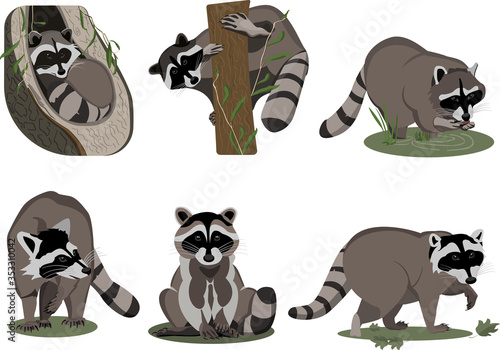 Vector set of raccoons in different poses. Illustration of raccoons with different emotions
