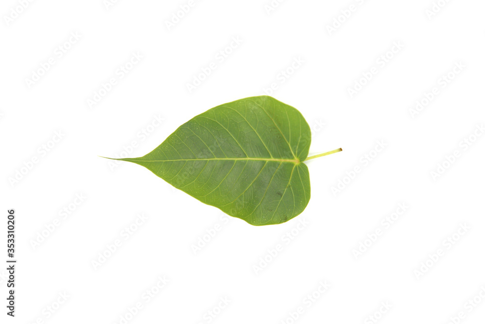 Obraz premium Fresh green leaf isolated on white background.
