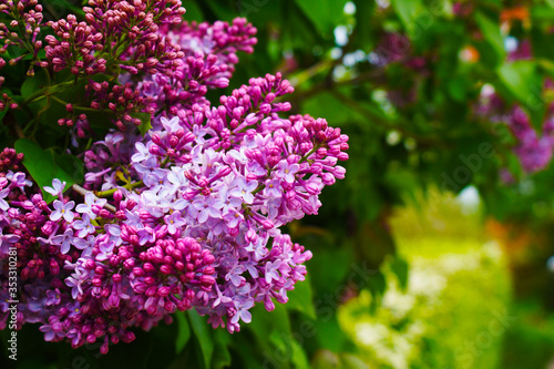  Lilac bush on a background of green bush