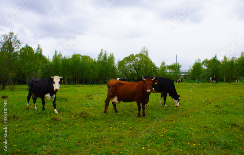  A black-white cow grazes in a green flowering meadow